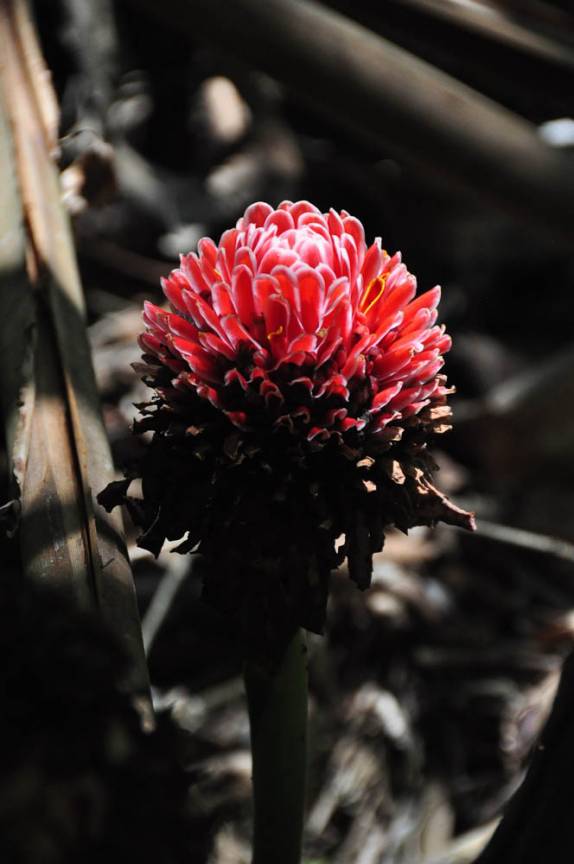 Belíssimas flores durante caminhada pela Finca Paraíso, perto do lago Yojoa, região central de Honduras